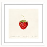 Abstract art print featuring assorted fruits in vibrant colors on a white framed mat, ideal for dining room decor.