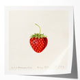 Extra large rolled canvas print featuring a variety of vibrant, colorful fruits, ideal for art wall dining room.