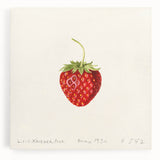 Black and white stretched canvas featuring an assortment of fruits, ideal for kitchen wall art.