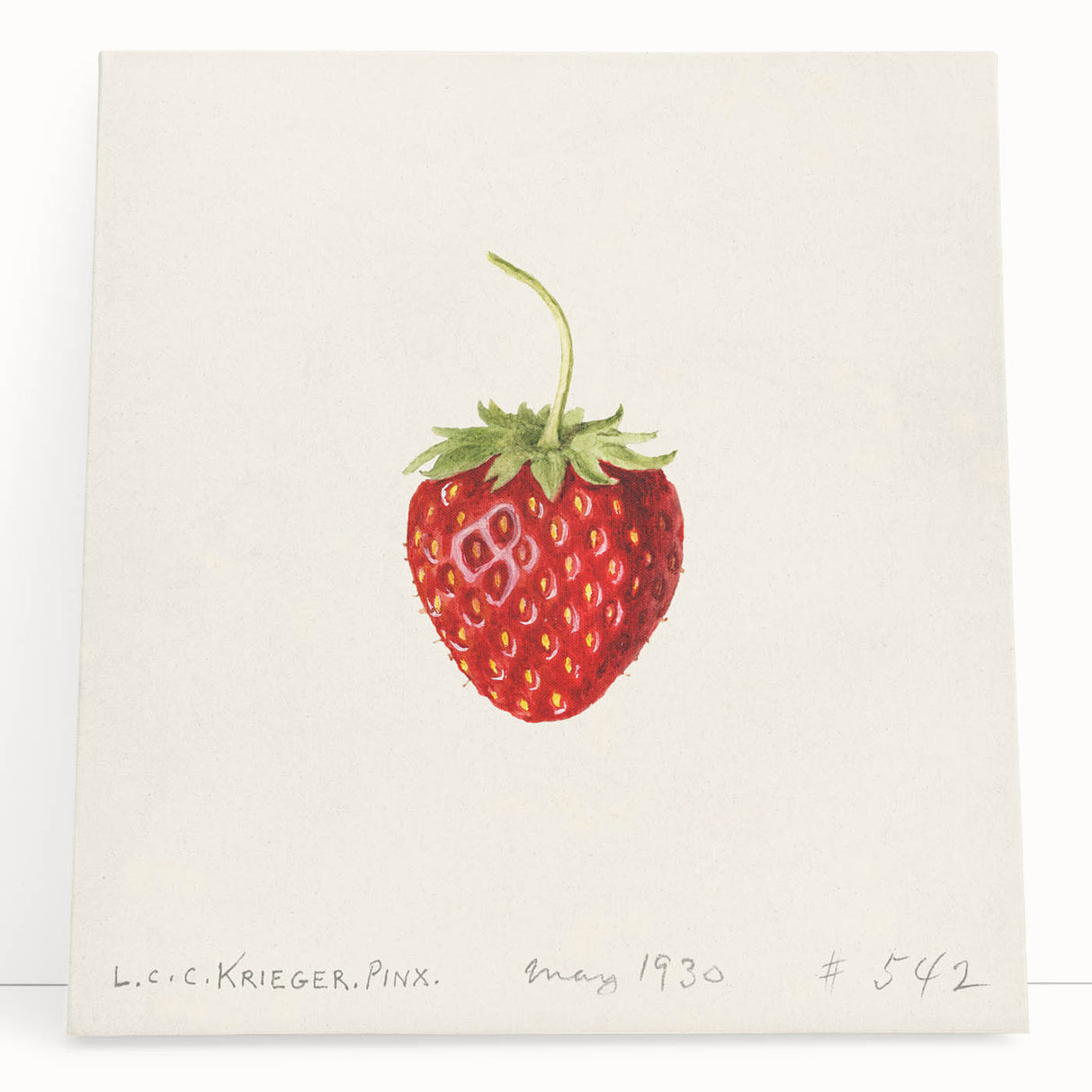 Large black and white stretched canvas of assorted fruits, ideal for kitchen wall art.