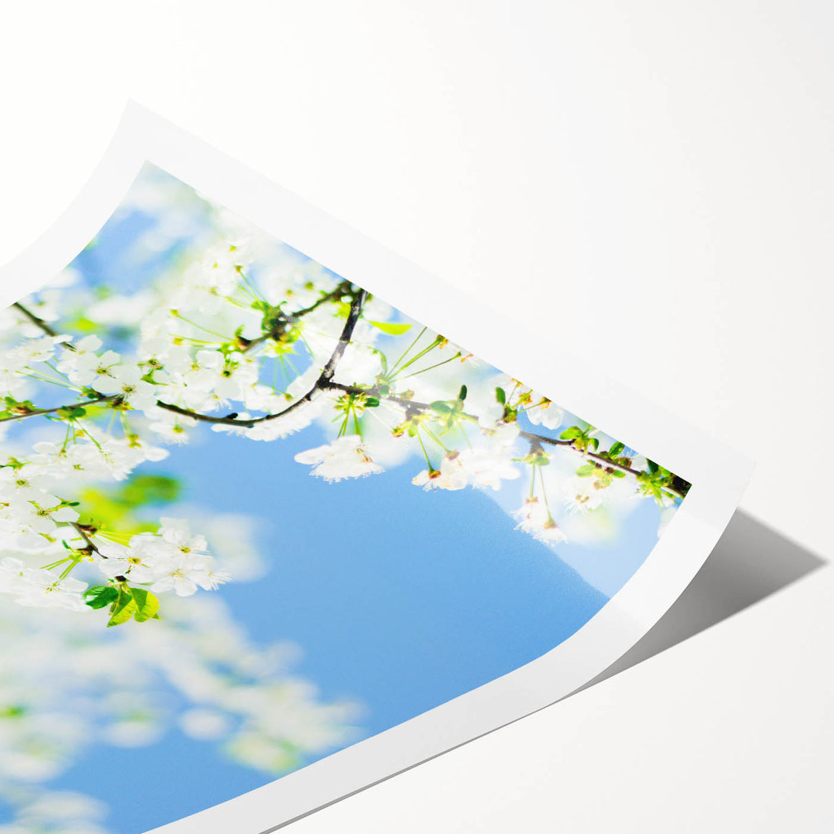 Extra large wall art featuring line art flowers in black on a white background, rolled canvas.