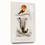 Romanticism Art: Ornate Bird Illustration - Historical Canvas Print
