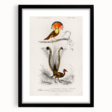 Romanticism Art: Ornate Bird Illustration - Historical Canvas Print