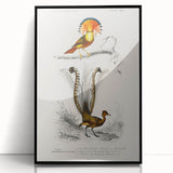 Romanticism Art: Ornate Bird Illustration - Historical Canvas Print