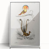 Romanticism Art: Ornate Bird Illustration - Historical Canvas Print