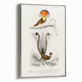 Romanticism Art: Ornate Bird Illustration - Historical Canvas Print