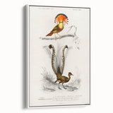 Romanticism Art: Ornate Bird Illustration - Historical Canvas Print