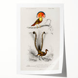Romanticism Art: Ornate Bird Illustration - Historical Canvas Print