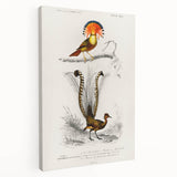 Romanticism Art: Ornate Bird Illustration - Historical Canvas Print