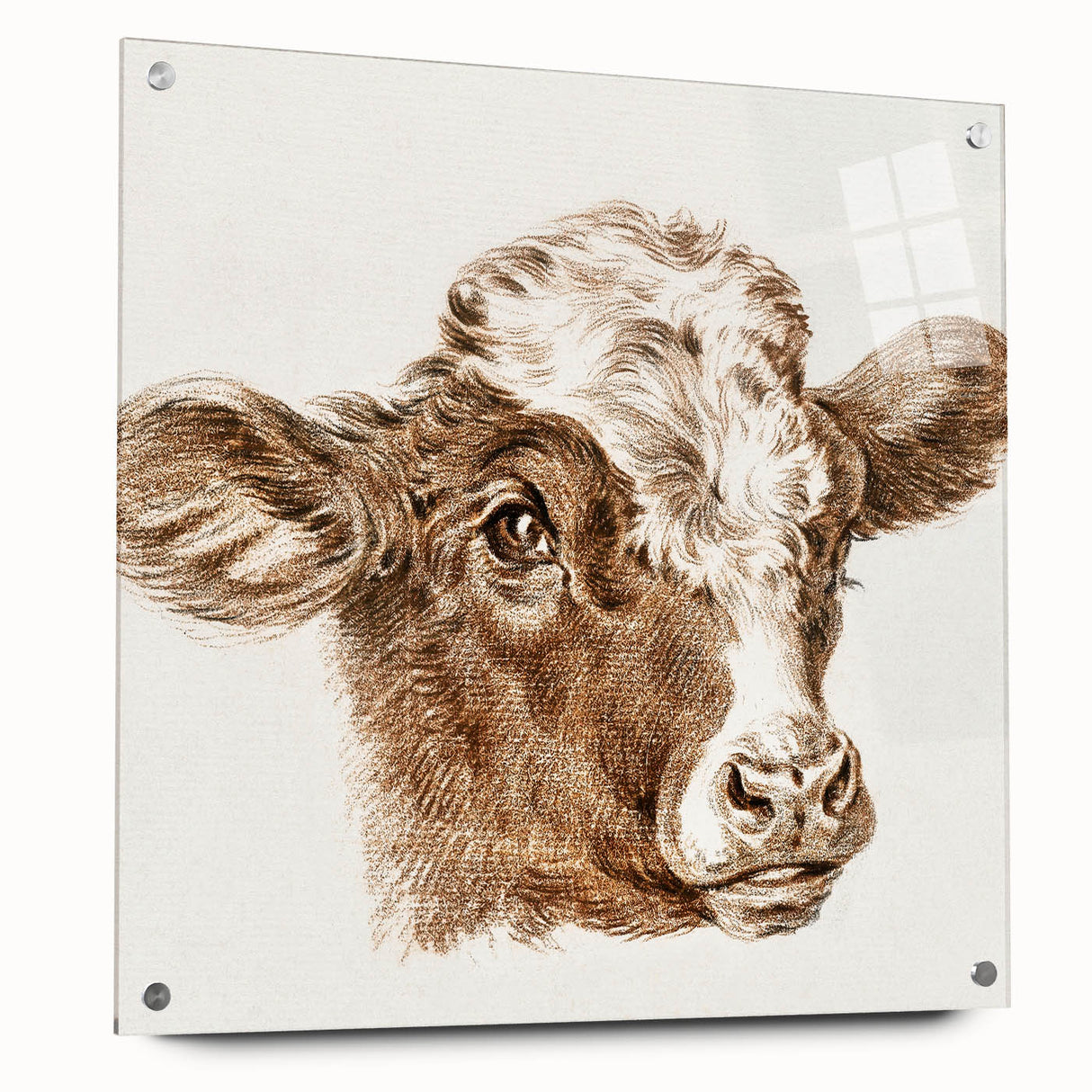 Romanticism Art: Head of a Cow - Historical Animal Sketch Canvas Print