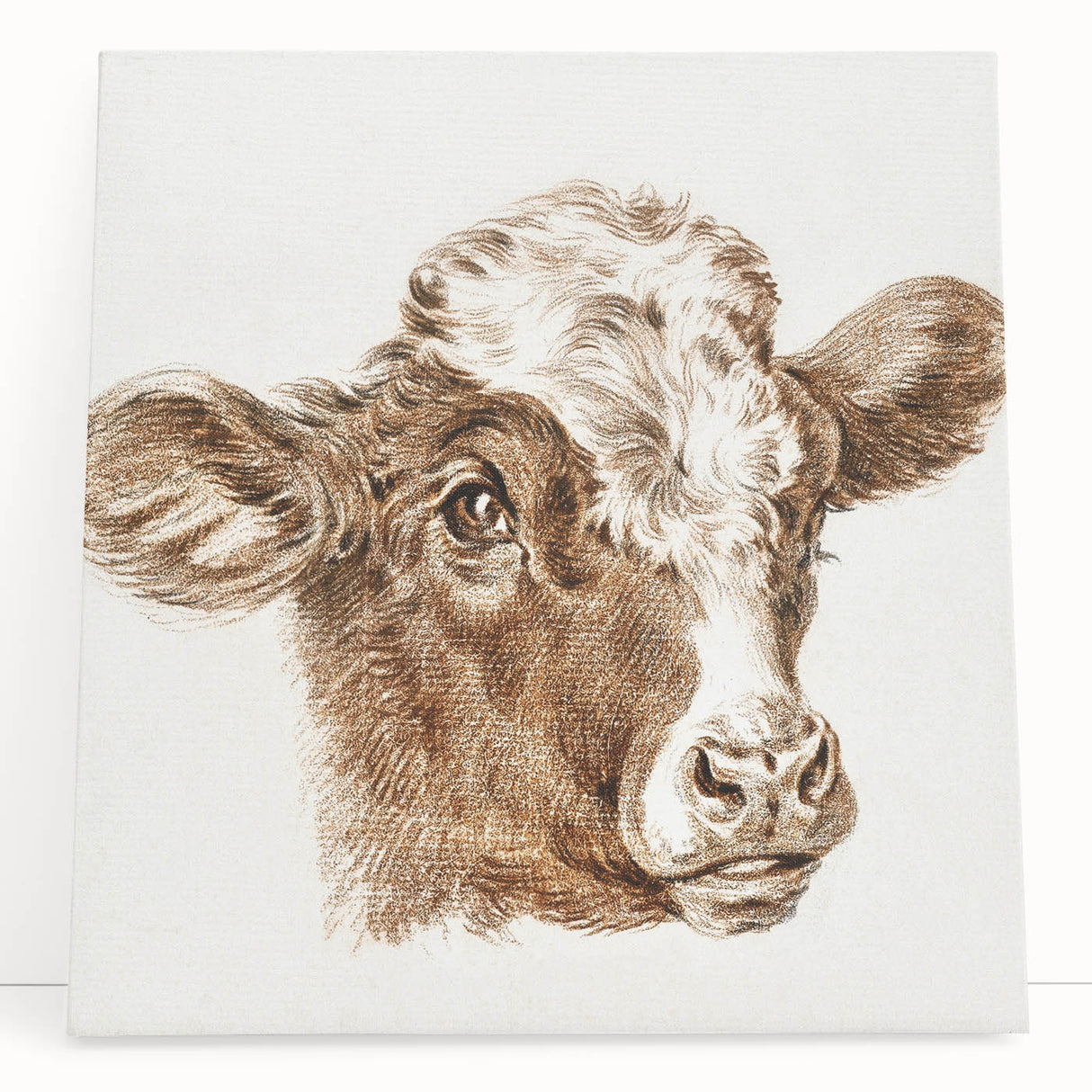 Romanticism Art: Head of a Cow - Historical Animal Sketch Canvas Print