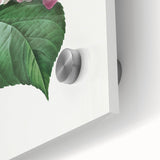 Neoclassical Art Print of Hydrangea by Redouté - Botanical Floral Decor