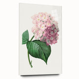 Neoclassical Art Print of Hydrangea by Redouté - Botanical Floral Decor