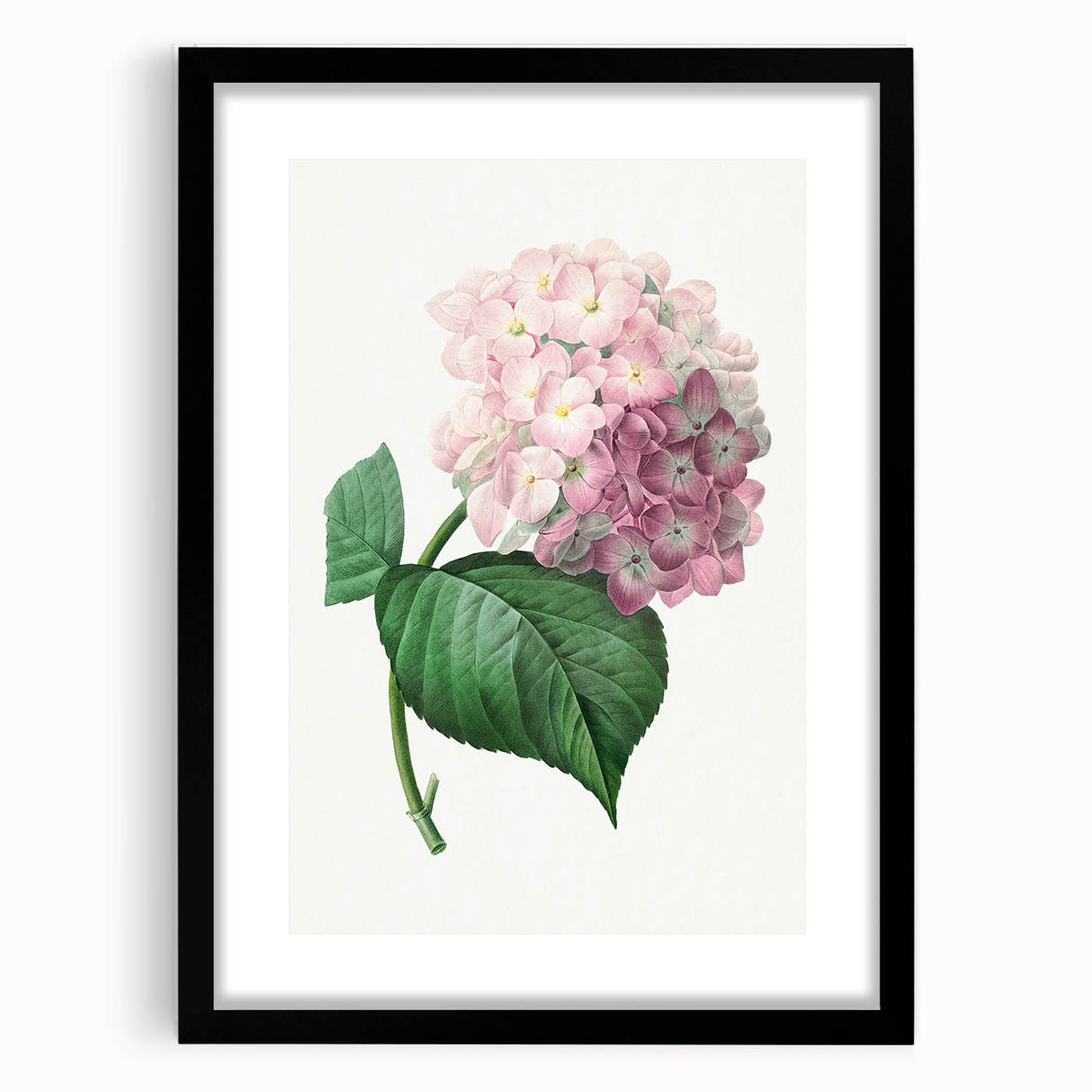 Neoclassical Art Print of Hydrangea by Redouté - Botanical Floral Decor