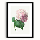 Neoclassical Art Print of Hydrangea by Redouté - Botanical Floral Decor