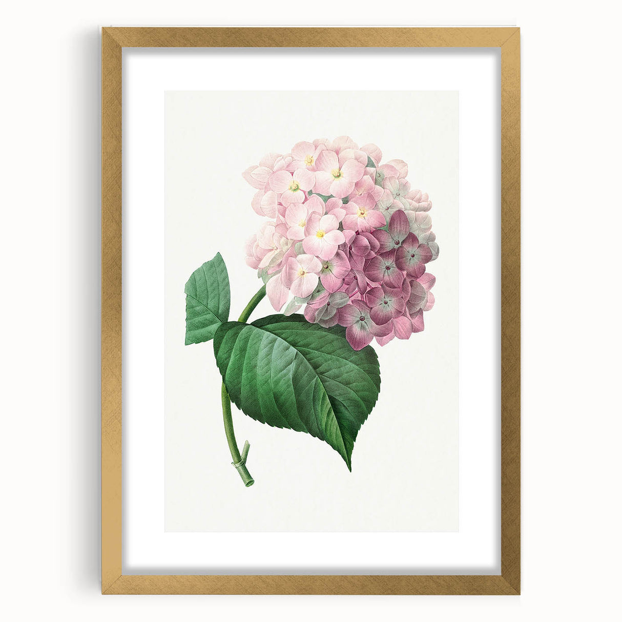 Neoclassical Art Print of Hydrangea by Redouté - Botanical Floral Decor