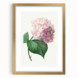 Neoclassical Art Print of Hydrangea by Redouté - Botanical Floral Decor