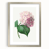 Neoclassical Art Print of Hydrangea by Redouté - Botanical Floral Decor