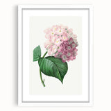 Neoclassical Art Print of Hydrangea by Redouté - Botanical Floral Decor