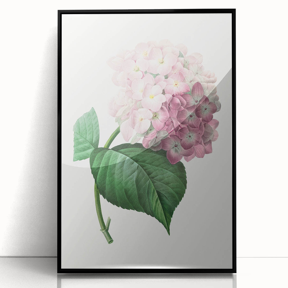 Neoclassical Art Print of Hydrangea by Redouté - Botanical Floral Decor