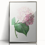 Neoclassical Art Print of Hydrangea by Redouté - Botanical Floral Decor