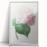 Neoclassical Art Print of Hydrangea by Redouté - Botanical Floral Decor