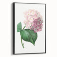 Neoclassical Art Print of Hydrangea by Redouté - Botanical Floral Decor