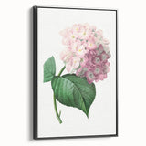 Neoclassical Art Print of Hydrangea by Redouté - Botanical Floral Decor