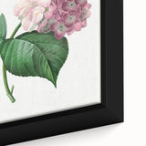 Neoclassical Art Print of Hydrangea by Redouté - Botanical Floral Decor