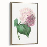 Neoclassical Art Print of Hydrangea by Redouté - Botanical Floral Decor