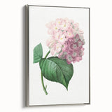 Neoclassical Art Print of Hydrangea by Redouté - Botanical Floral Decor