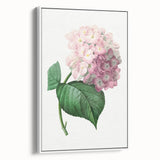 Neoclassical Art Print of Hydrangea by Redouté - Botanical Floral Decor