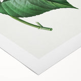 Neoclassical Art Print of Hydrangea by Redouté - Botanical Floral Decor