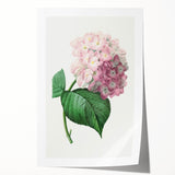 Neoclassical Art Print of Hydrangea by Redouté - Botanical Floral Decor