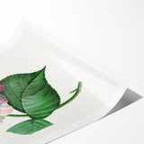Neoclassical Art Print of Hydrangea by Redouté - Botanical Floral Decor