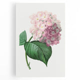 Neoclassical Art Print of Hydrangea by Redouté - Botanical Floral Decor