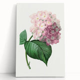 Neoclassical Art Print of Hydrangea by Redouté - Botanical Floral Decor