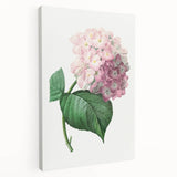 Neoclassical Art Print of Hydrangea by Redouté - Botanical Floral Decor