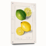 Acrylic glass print of vibrant fruit and vegetables, ideal for dining room decor.