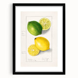 Colorful art featuring abstract fruit designs in vibrant hues, framed with a black mat, ideal for living room decor.