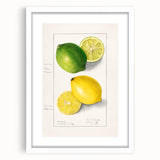 Abstract art print of assorted fruits in vibrant colors on a white framed mat, ideal for dining room decor.