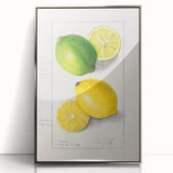 Mid-century modernist art featuring an array of fruits in vibrant colors on a silver-framed acrylic print.
