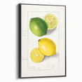 Black and white vintage poster art on framed canvas featuring assorted fruits, ideal for bedroom wall decor.
