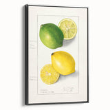 Black and white vintage poster art on framed canvas featuring assorted fruits, ideal for bedroom wall decor.