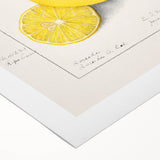 Art deco poster featuring an array of colorful fruits on a rolled canvas, suitable for dining room wall art.