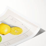 Extra large wall art featuring line art flowers in black on white, ideal for large living room decor.