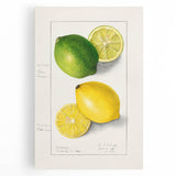 Black and white stretched canvas featuring an assortment of fruits, ideal for kitchen wall art.
