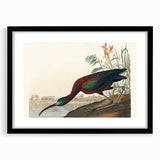Glossy Ibis Romantic Art - Birds of America Canvas by Audubon