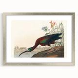 Glossy Ibis Romantic Art - Birds of America Canvas by Audubon
