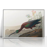 Glossy Ibis Romantic Art - Birds of America Canvas by Audubon